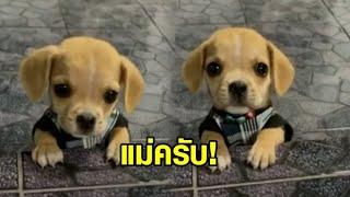 เก่งจริงๆเลยนะ ตัวแค่นี้! น้องหมาน่ารัก โชว์พูดคำว่า "แม่ครับ" ชัดเป๊ะ