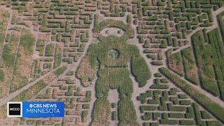 How are corn mazes made?