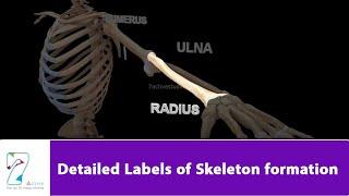 Detailed Labels of Skeleton formation