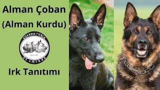 Alman Çoban Köpeği (Alman Kurdu) Irk Tanıtımı