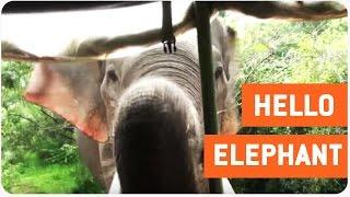 Curious Elephant Says Hello to Freaked Tourists