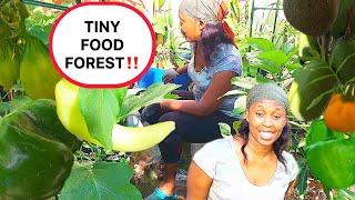 Growing a FOOD FOREST in Container in a TINY Backyard!