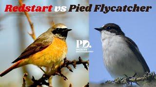 Common Redstart vs Pied Flycatcher. Wildlife Photography