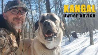 Kangal Advice That Will Keep You Out Of Trouble... | Turkish Kangal Dog | Ash The Kangal