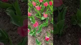 #красивоевидео #Shorts #май #flowers #тюльпаны #цветы