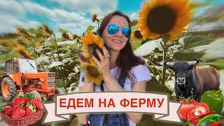 КТО РАБОТАЕТ, ТОТ ЕСТ | ФЕРМЕРСКИЕ ПРОДУКТЫ | СОБЕРИ УРОЖАЙ САМ #америка #америкаизнутри #продукты