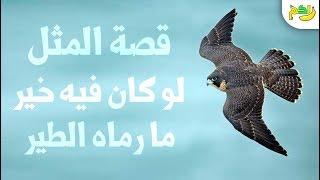 قصة مثل ( لو كان فيه خير لما رماه الطير ) اكتشف السبب وراء هذا المثل الشهير| لكم