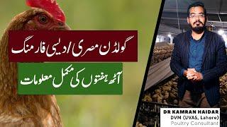 Golden Misri/Desi Chicken Farming | Complete Guide for 8th Weeks | Vaccination, Feed, Water Info.