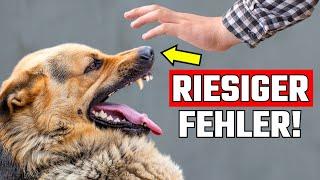 Du begrüßt Hunde auf die falsche Art – erfahre, wie es richtig geht!