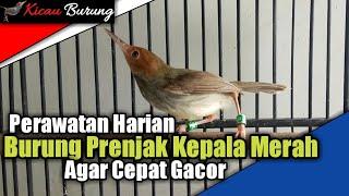 Perawatan Burung Prenjak Kepala Merah Agar Cepat Gacor - BONJOL KICAU