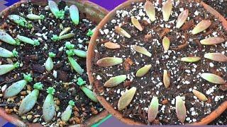 From One to Many: Propagating Succulents from Leaves