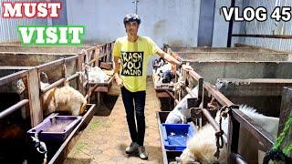 AAJ MAI NAY KIYA FATIMA GOAT FARM KA TOUR || VLOG 45 || MD ANAs VLOGs