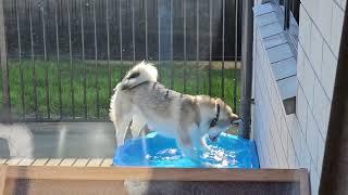 Stella 6 months old Alaskan Malamute seeing water for the first time.