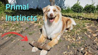 How to Fulfill Your Aussies Needs