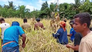 SERUNYA GOTONG ROYONG PANEN PADI SAMBIL NYANYI