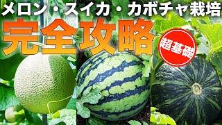[Illustrated] A complete guide to growing pumpkins, watermelons, and melons [How to prepare] The ...