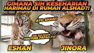 ESHAN JINORA BAJAK YOUTUBE ALSHAD AHMAD ! NGAPAIN AJA YA MEREKA ?!