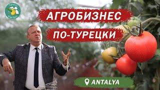 Агробизнес по-турецки. От баклажана до банана