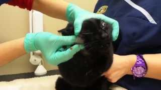 Cat Face Abscess Full of Pus