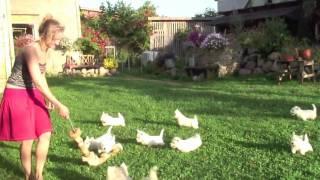 West Highland White terriers playing