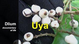 Uya (Chloranthus elatior) - part 1