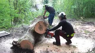 FELLING 12,5m3 big ASH tree with STIHL MS661  | Episode#95