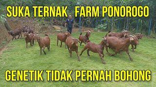 PETERNAKAN KAMBING BOER DAN KALAHARI SUKA TERNAK FARM PONOROGO | GENETIK TIDAK PERNAH BOHONG