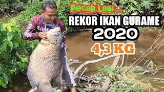 PECAH LAGI REKOR MANCING IKAN GURAME 4,3 KG | WOWON ANGLER