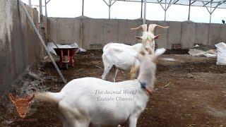 Perfect Quality Saanen Goat - Top Young Saanen Goats