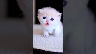 cute kitten 