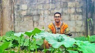 Grow Pumpkin! Pumpkin Growing Guide! | Gardening in Trinidad and Tobago