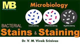 BACTERIAL STAINS & STAININGS | Microbiology | Vivek Srinivas | #Bacteriology