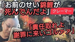 死んだ錦鯉の【責任取れ、謝罪に来い】電話で詰められた。#錦鯉  #アクアリウム　#クレーマー