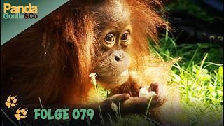 Viel los im Zoo: Picknick für Orang-Utans und Kletteraktion von Bärin Dara | Panda, Gorilla & Co.