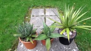 How to grow Agave in a cold climate