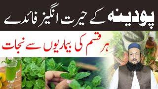 Pudina Ke Fayde Pudina Benefits Urdu Peppermint Benefits In Hindi | Hakeem Mehmood Tohidee