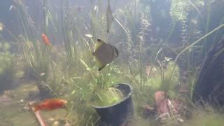 Front yard pond underwater view