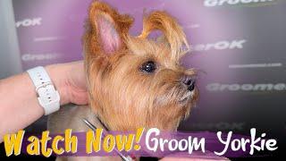 Yorkshire Terrier Grooming Tutorial | Step-by-Step Yorkie Haircut Guide for Perfect Results!