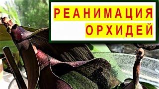 РЕАНИМАЦИЯ ОРХИДЕЙ! ОСНОВЫ УСПЕШНОГО РЕЗУЛЬТАТА. АЗЫ ПОНИМАНИЯ ПРОЦЕССА! РЕАНИМАЦИЯ И ФОТОСИНТЕЗ!