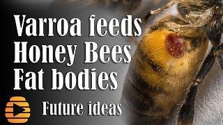 Varroa feeds on honey bee fat bodies   Dr  Sammy Ramsey   Future Ideas