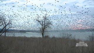 Snow Goose Migration