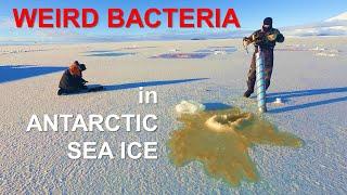 The Mysterious World of Antarctic Bacteria