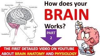 How does brain works| Brain structures and functions| Neuroanatomy and Neurophysiology| Part 2