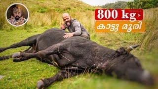 800 KG WILD BULL HUNTING/BLACK BULL/WILD LIFE/LIFE IN NEW ZEALAND