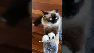 Что нельзя делать хозяину кошки 