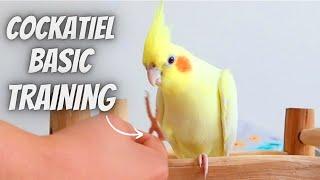 Cockatiel Training for Beginners