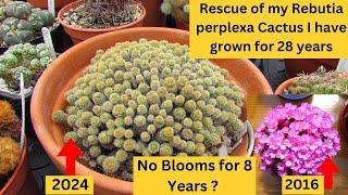 Rescue of my Rebutia Perplexa Cactus I have grown for 28 years #cactus #cacti