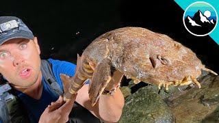 Wobbegong Shark Found in Tide Pool!