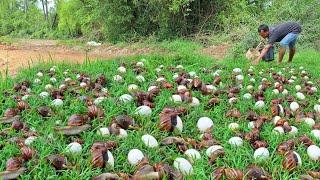 Mrs Lina - A farmer picks eggs in the meadow and catches many