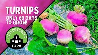 Growing Turnips | An Old Time Survival Crop That Everyone Should Grow